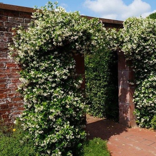 Trachelospermum jasminoides, Star Jasmine - Pb3