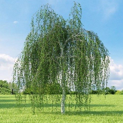 Betula pendula Youngii, Young&#39;s Weeping Birch - 25ltr