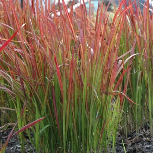 Imperata c. Red Baron, Japanese Blood Grass - Pb5