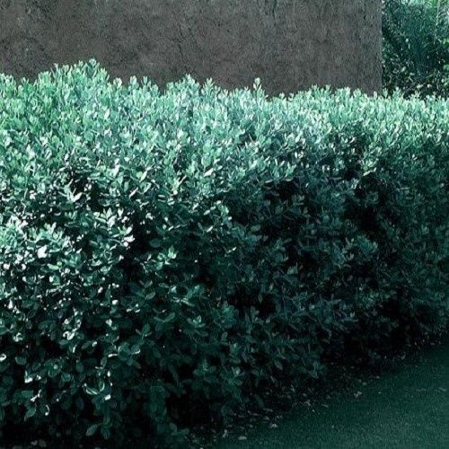 Feijoa sellowiana, Pineapple Guava - Pb3