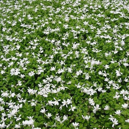 Pratia Glacier White - 1Ltr