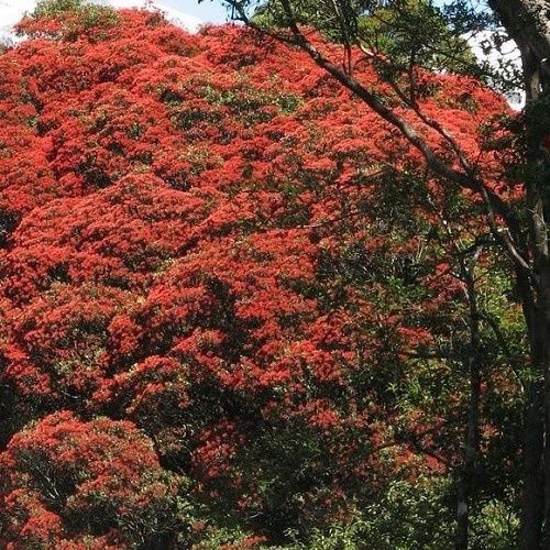 Metrosideros Rustic Beauty, Red - 2Ltr(40/70)