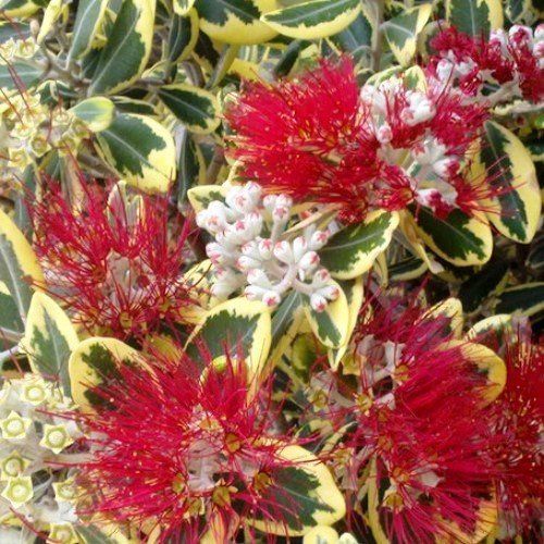 Metrosideros kermadecensis Variegata, Pohutukawa - Pb8