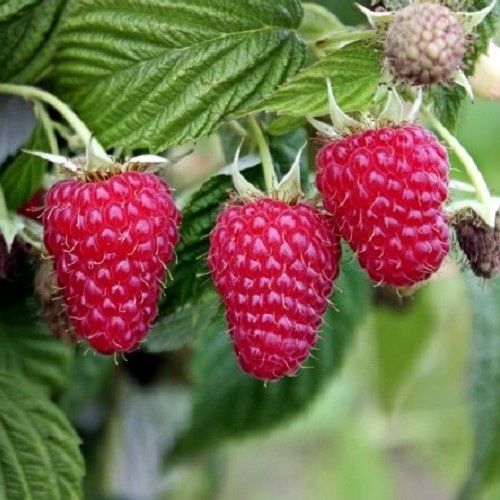 Raspberry Aspiring - 3Ltr