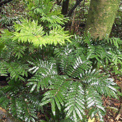 Ptisana salicina, King Fern - 2.4Ltr