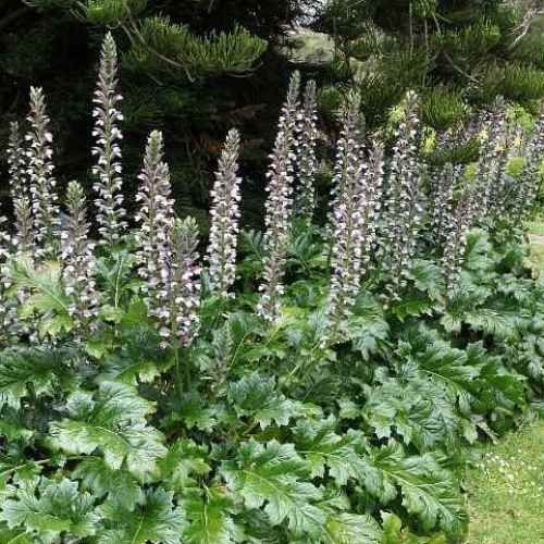 Acanthus mollis, Bear&#39;s Breeches - 2Ltr/Pb5