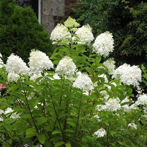 Hydrangea paniculata Grandiflora - Pb5 (40/60)