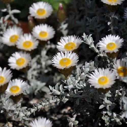 Helichrysum retortum, Sea Strawflower - Pb5