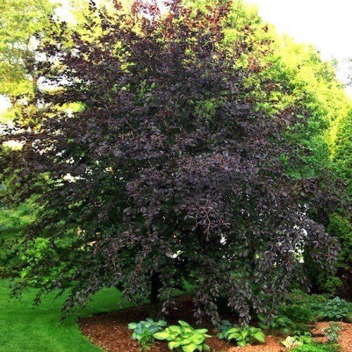 Fagus s. Riversii, River's Purple Beech