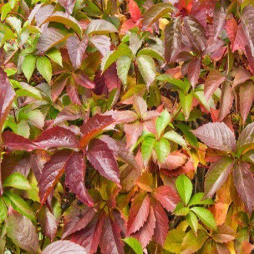 Parthenocissus quinquefolia, Virginia Creeper - Pb5