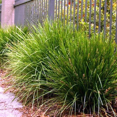 Lomandra l. Lime Tuff - 1.5Ltr/2Ltr (20/35)