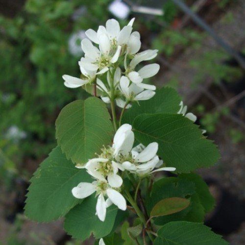 Amelanchier alnifolia, Saskatoon Serviceberry - Pb6.5