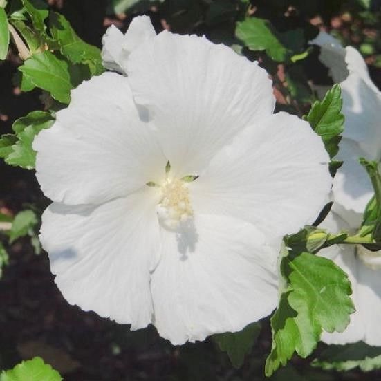 Hibiscus Diana