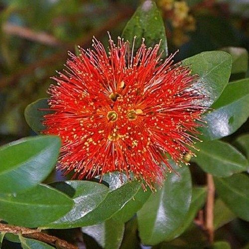 Metrosideros fulgens Red Glow - 2Ltr/2.5Ltr