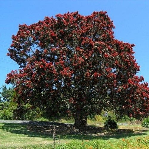 Metrosideros Cleveland's Red - 2Ltr