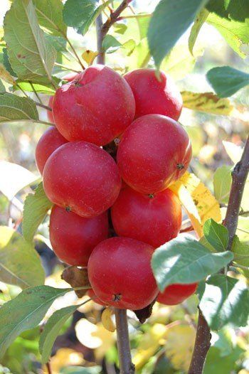 Malus Wrights Scarlet, Crabapple - Pb18