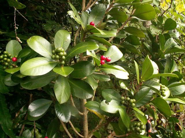 Elingamita johnsonii - Pb5