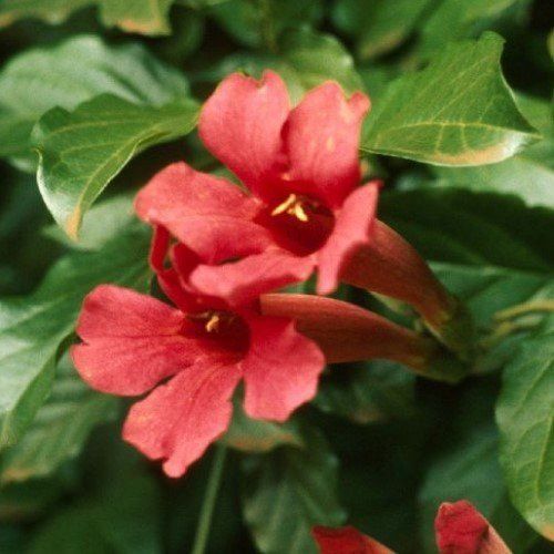 Phaedranthus buccinatorius, Mexican Blood Flower - 1.9Ltr