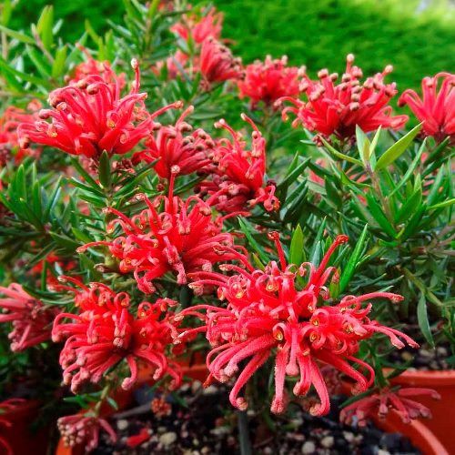 Grevillea New Blood PVR