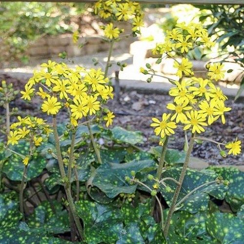 Ligularia Leopard, Tractor Seat Plant - 2Ltr/2.5Ltr