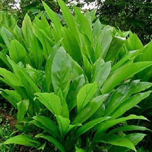 Curcuma longa, Turmeric - 2Ltr