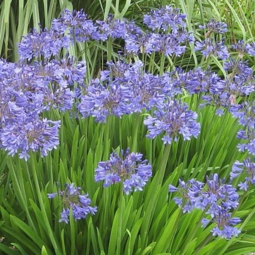 Agapanthus Peter Pan - 1Ltr