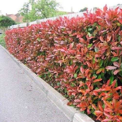 Photinia x Red Robin - 25Ltr