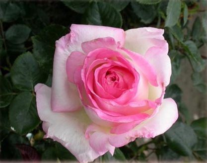 Rose Princess de Monaco (bush, hyb. tea)