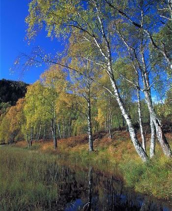 Betula pendula Alba, Weeping Silver Birch - Pb40