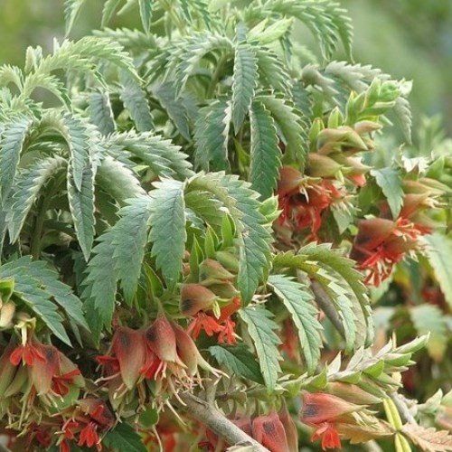 Melianthus Insignis, Tufted Honey Flower - Pb6.5