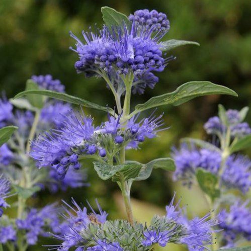 Caryopteris Dark Knight - Pb6.5 (10/30)