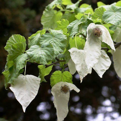 Davidia involucrata, Handkerchief Tree - Pb6.5