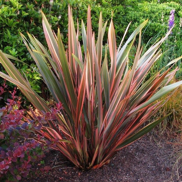 Phormium t. Joker, Flax - 2.5Ltr (40/60)