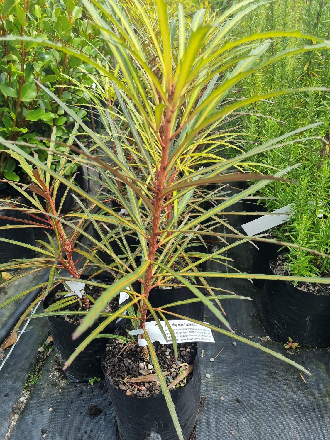 Pseudopanax c. Fiddlesticks