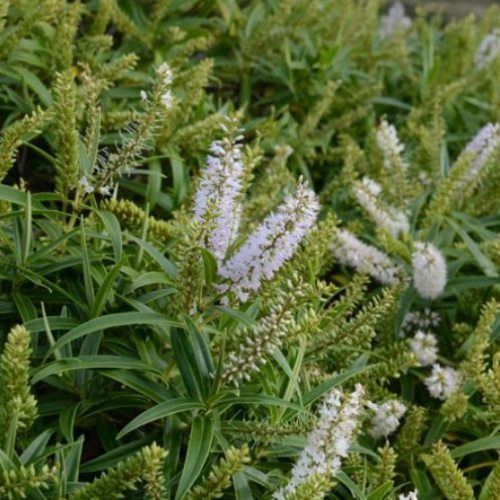 Hebe stricta, Koromiko - Pb6.5