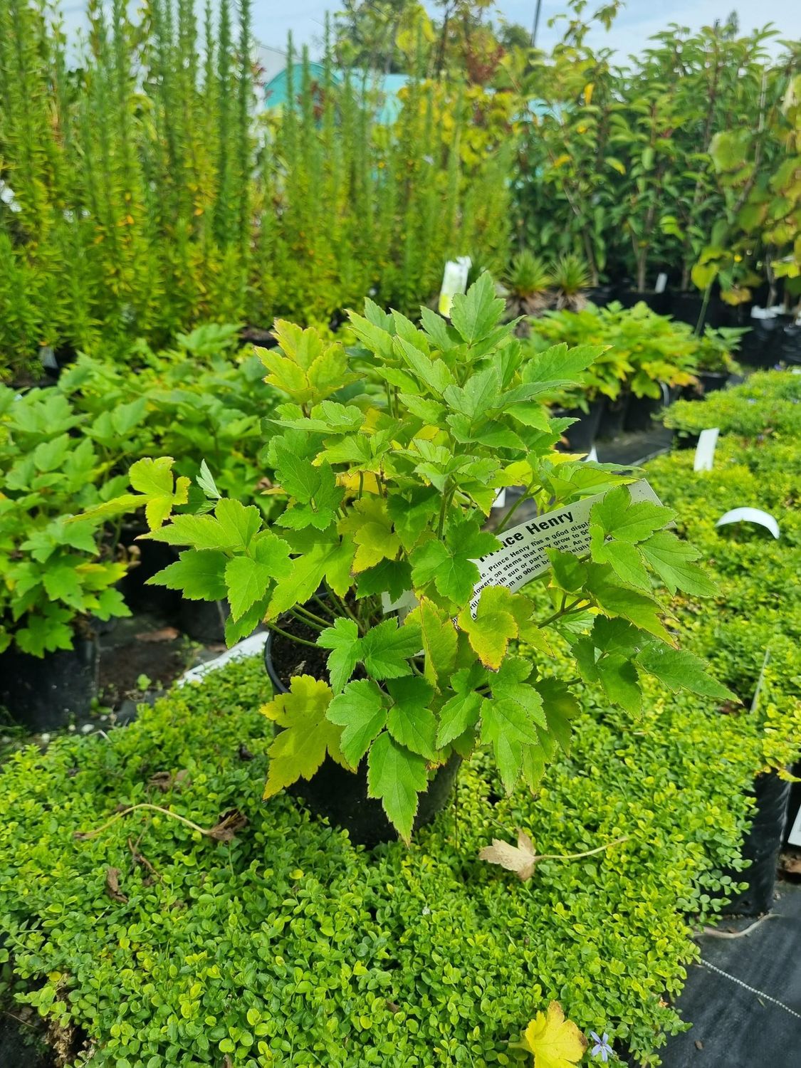 Anenome Prince Henry