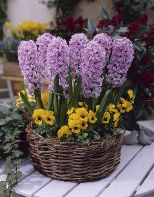 Hyacinth - Splendid Cornelia