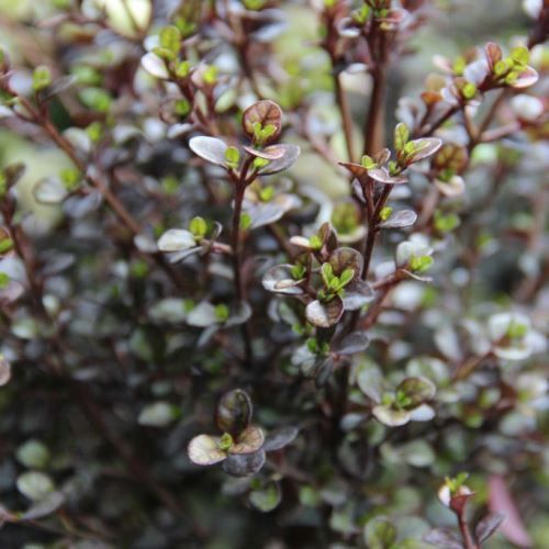 Lophomyrtus Pixie, Ramarama - Pb5