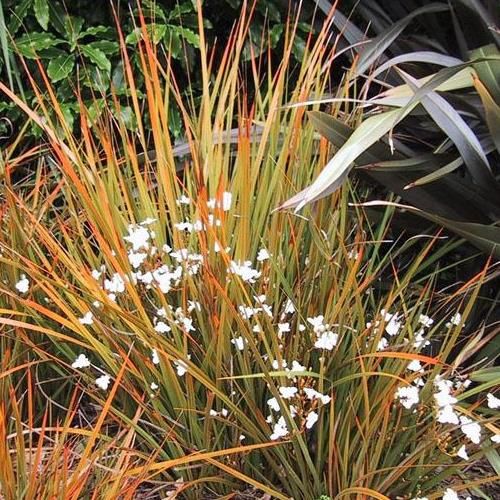 Libertia ixioides - Pb5