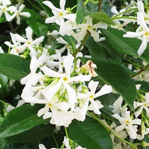 Trachelospermum jasminoides, Star Jasmine - Pb5/Pb6.5 (20/60)