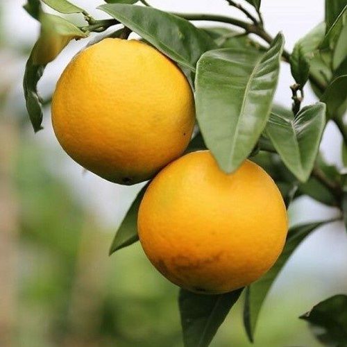 Orange Carter&#39;s Navel - Pb10