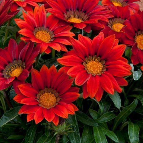 Gazania Takatu Red, Treasure Flower - 2.5Ltr