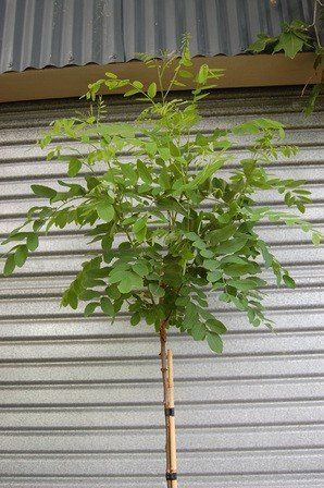 Robinia Mophead - 35Ltr (1.8m std)