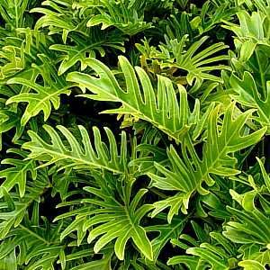 Philodendron Xanadu - 2.5L