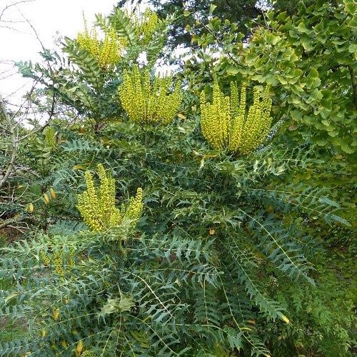 Mahonia Oiwakensis - 2.5Ltr