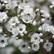 Gypsophila Festival White - 1L
