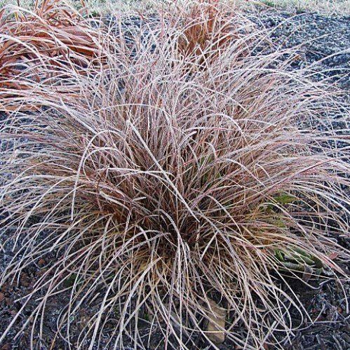 Carex tenuiculmis, Hair Sedge - 1Ltr