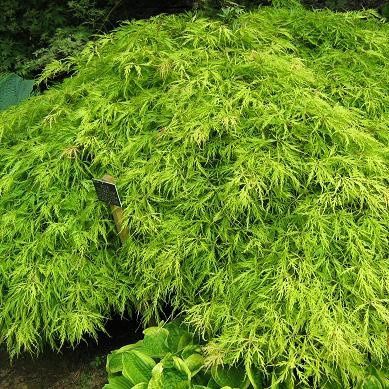 Acer palmatum dissectum Flavescens