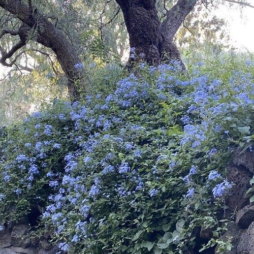 Plumbago Royal Cape, Cape Leadwort - Pb5/2Ltr