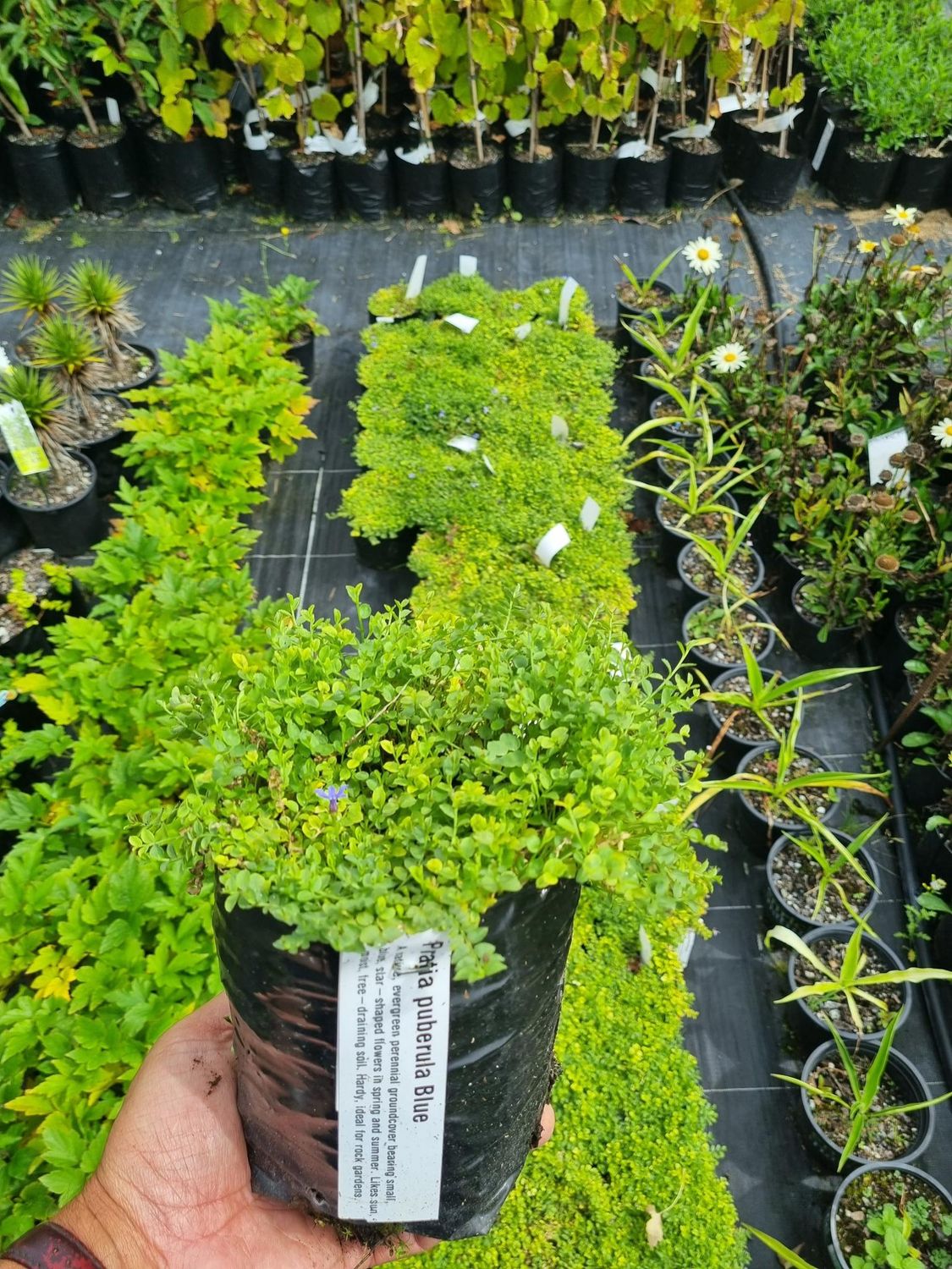 Pratia puberula Blue